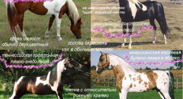 Jaká barva se nazývá strakatý oblek a popis 3 plemen koní, jejich problémy